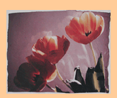 tulip reflections
