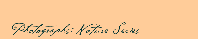 Gallery - Nature Series